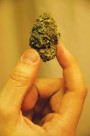 High Hopes: NH Rolling Towards Legalizing Marijuana?