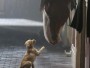 Super Bowl Ads Bark Up the Wrong Tree