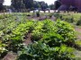 Community garden yields produce for locals, students